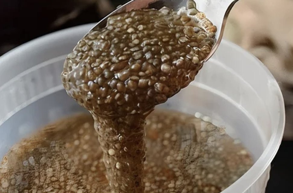 Semillas de chía en remojo formando un gel espeso en una cuchara